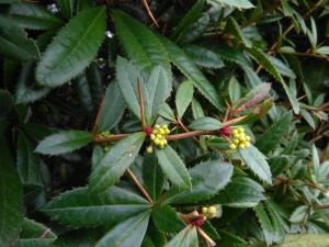 Chinese Barberry