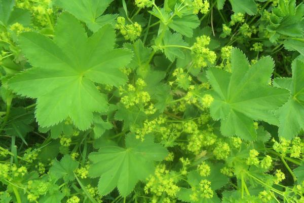 Alchemilla xanthochlora