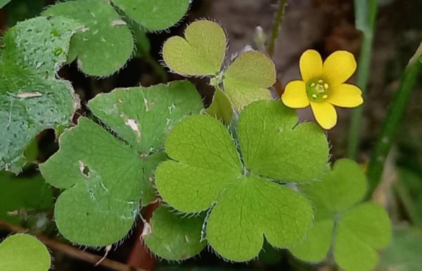 Oxalis exilis