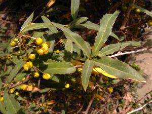 Gagnepain's Barberry