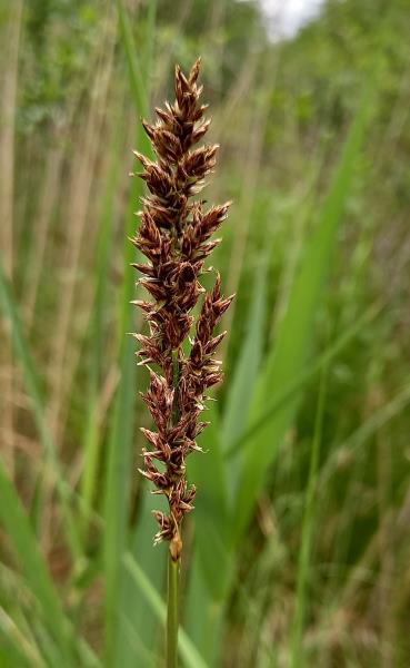 Carex elongata