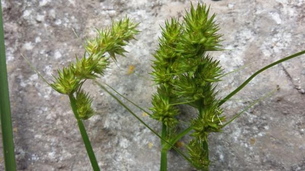 Carex viridula