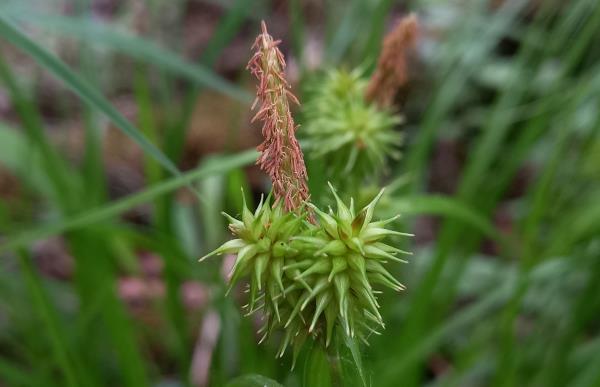 Carex flava