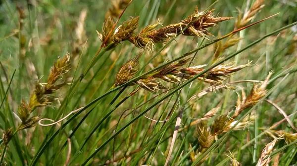 Carex arenaria