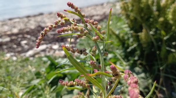 Atriplex littoralis