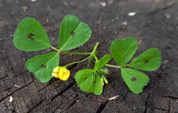 Medicago arabica