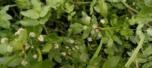 Fool's Watercress