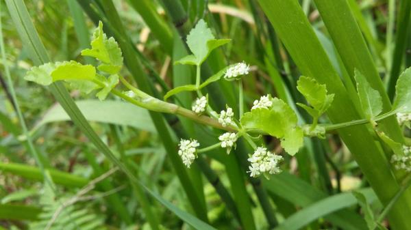 Apium nodiflorum