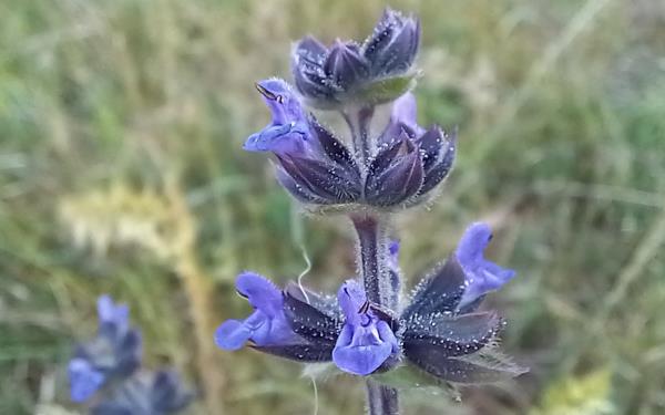 Salvia verbenaca