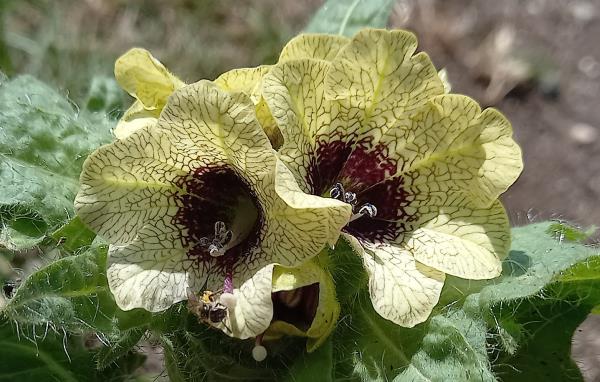 Hyoscyamus niger
