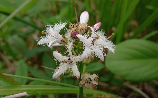 Menyanthes trifoliata