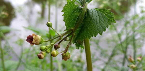 Scrophularia nodosa