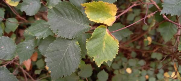 Ulmus minor
