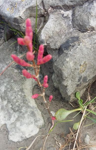 Salicornia ramosissima