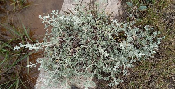 Artemisia maritima