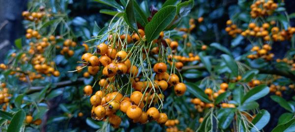 Pyracantha coccinea