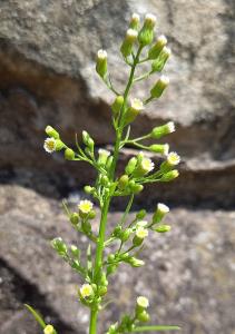 Canadian Fleabane