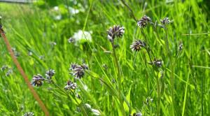 Changing Forget-me-not