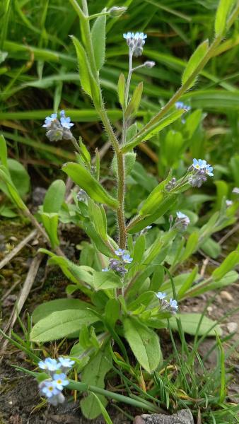 Myosotis arvensis