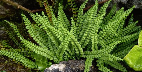 Asplenium viride