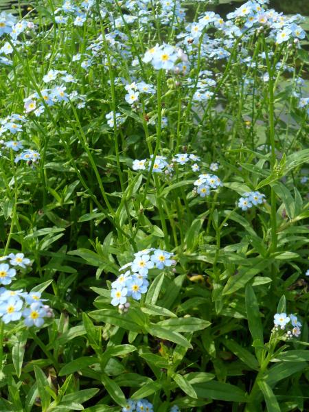 Myosotis scorpioides