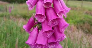Foxglove