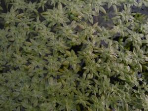 Blunt-fruited Water Starwort