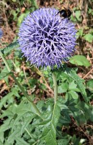 Blue Globe-thistle