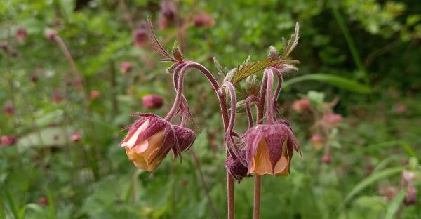 Geum rivale