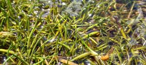 Shoreweed