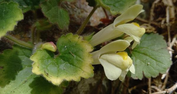 Asarina procumbens