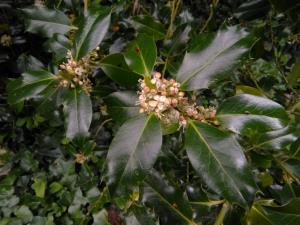 Highclere Holly