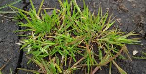 Annual Meadow-grass