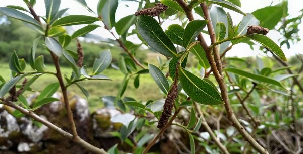 Salix phylicifolia