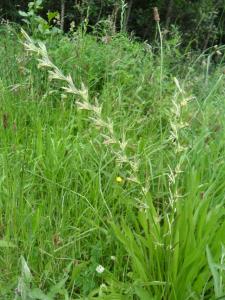 Perennial Rye Grass