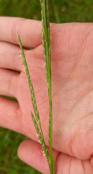 sweetgrass  Grass, Plants, Reeds plants