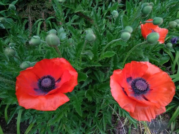 Papaver orientale