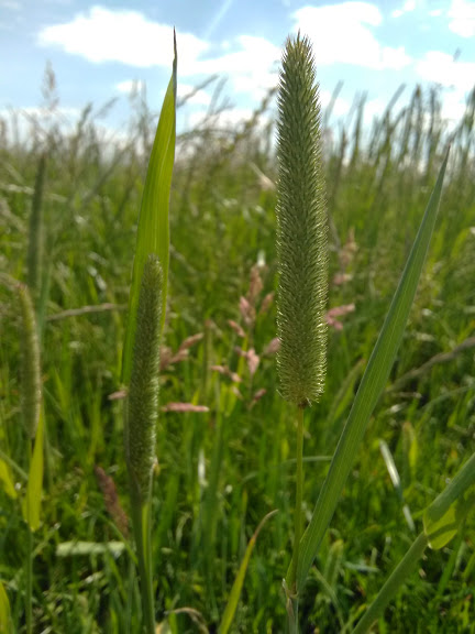Phleum pratense