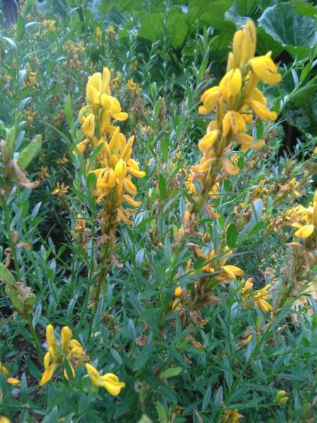 Genista tinctoria