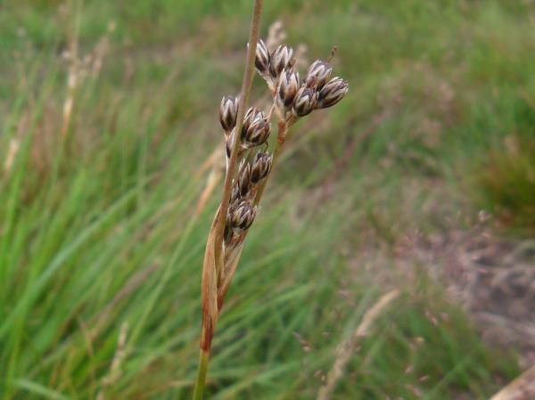 Juncus squarrosus