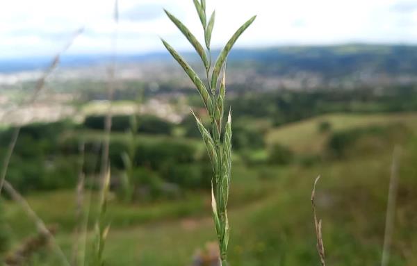 Brachypodium rupestre