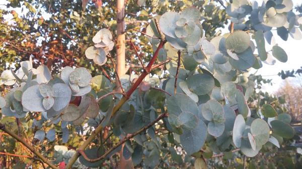 Eucalyptus gunnii