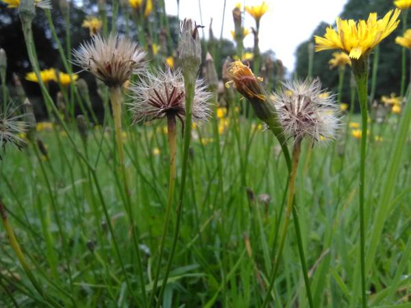 Leontodon autumnalis