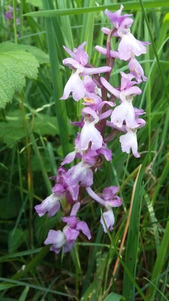 Gymnadenia borealis