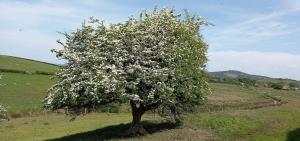 Common Hawthorn