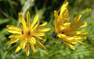 Marsh Hawksbeard