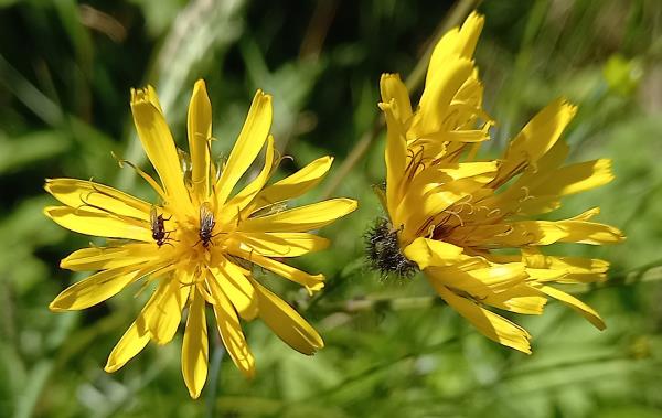 Crepis paludosa