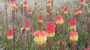 Greater Red-hot Poker