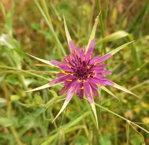 Salsify