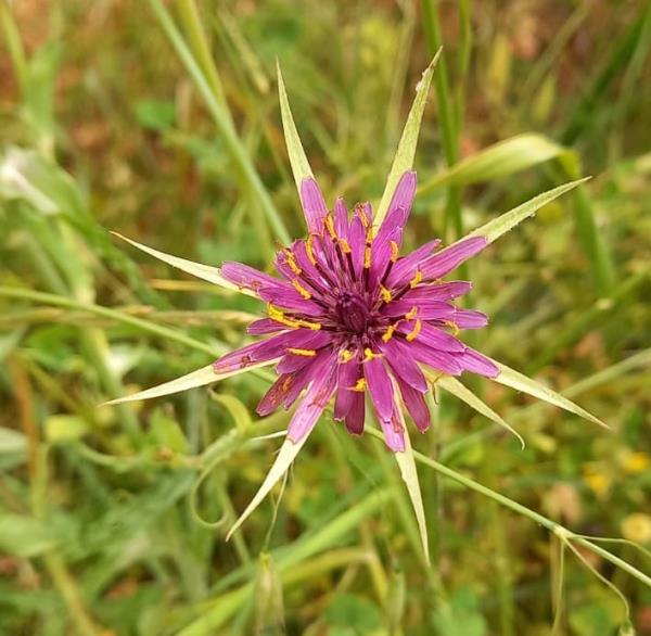 Tragopogon porrifolius